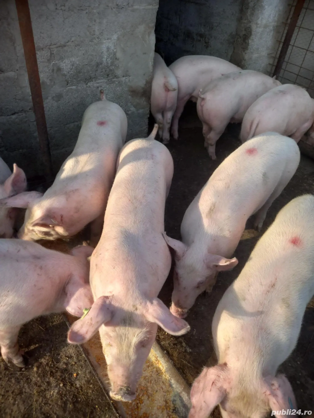 Vand grasuni de rasa