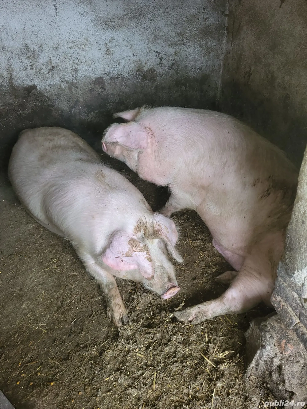 Vând 2 porci.... 
