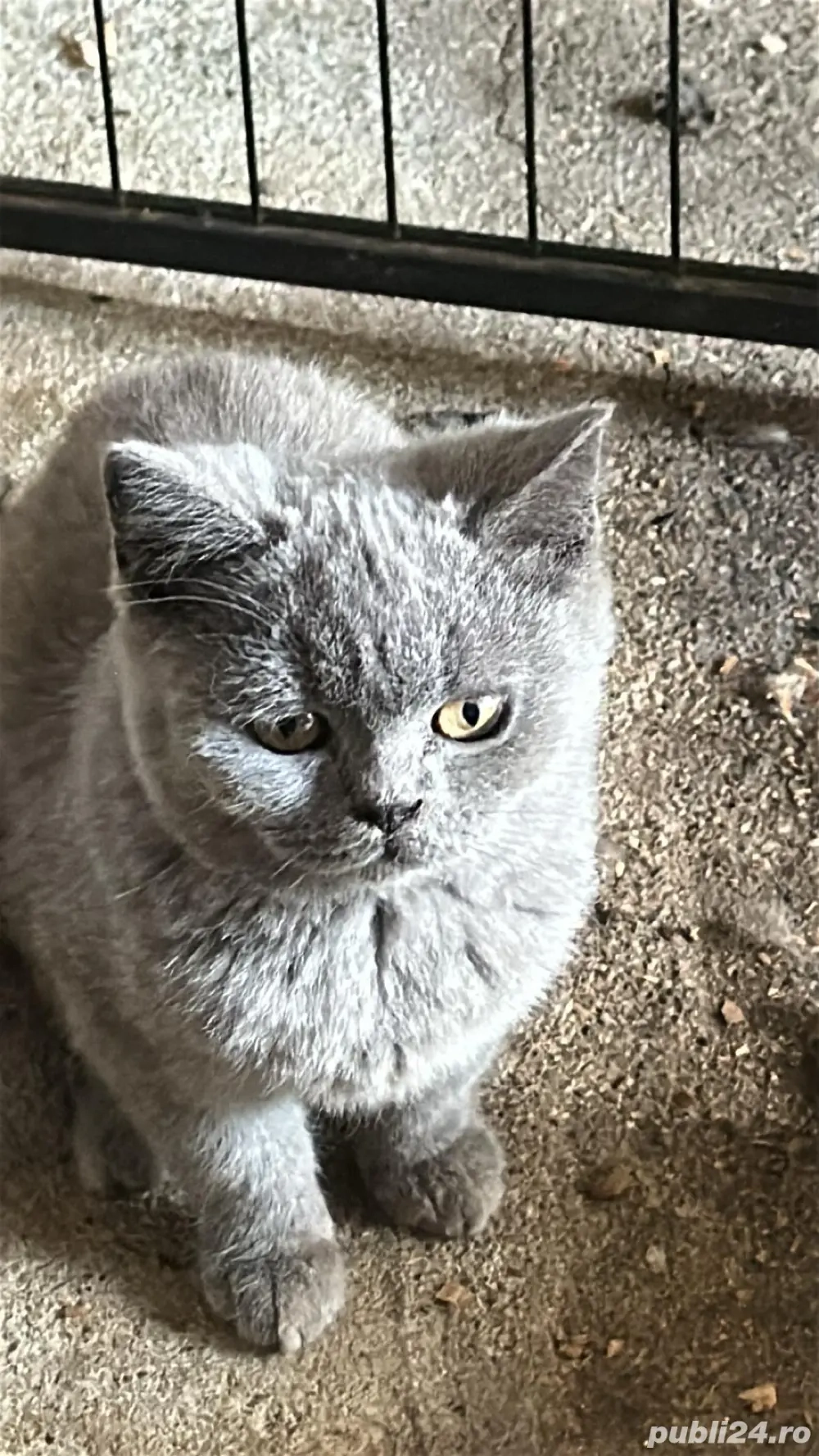 British shorthair blue