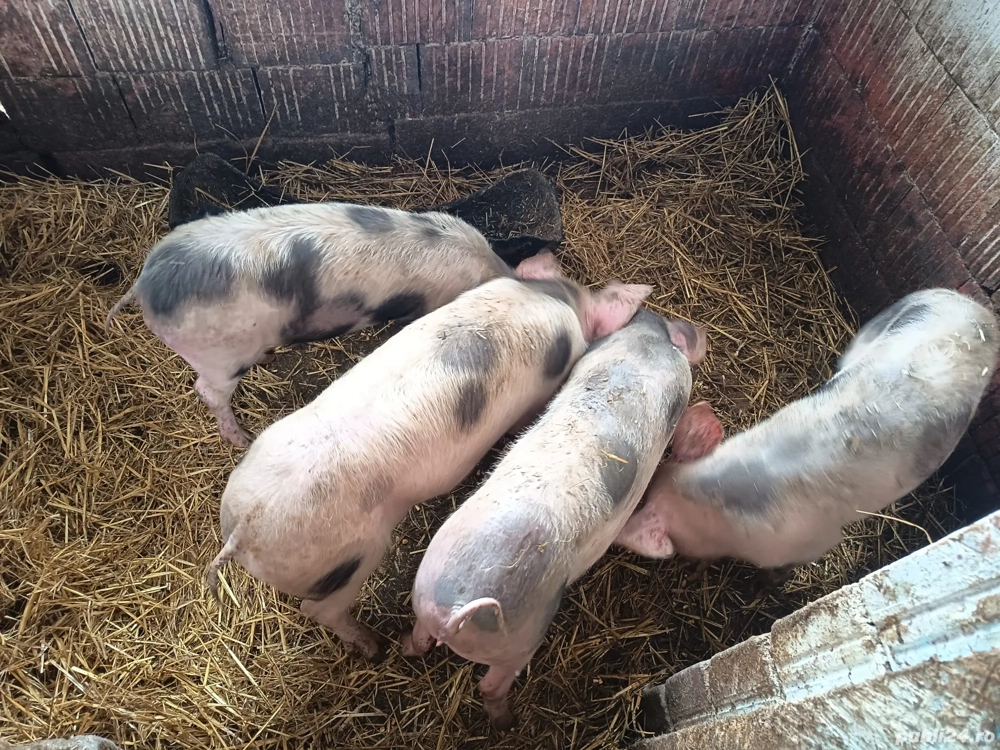 purceii rasă petrean 