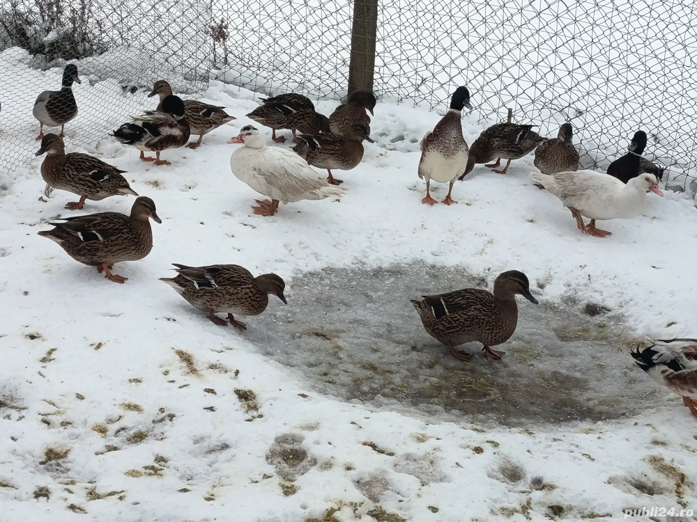 rațe sălbatice domesticite