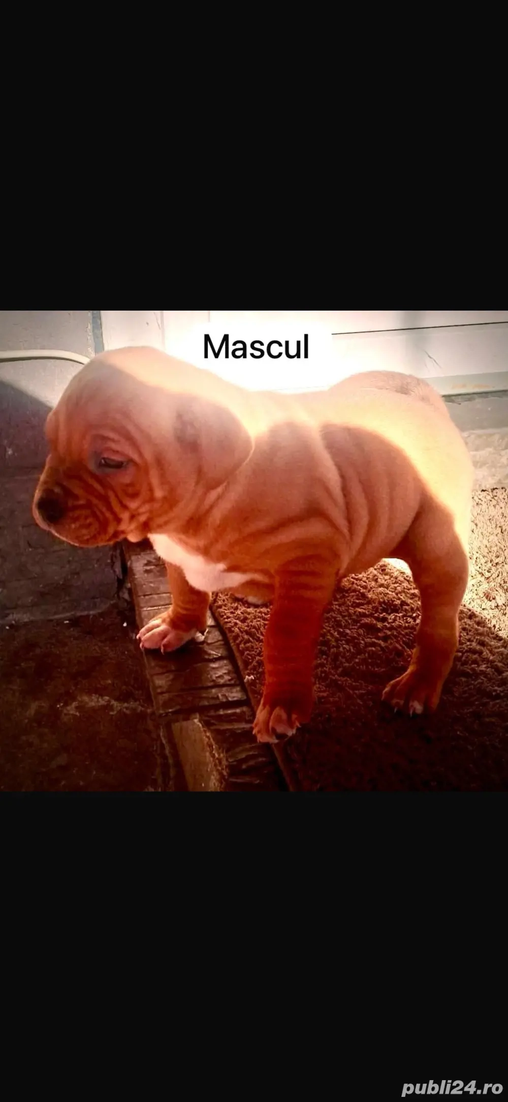 amstaff un mascul si o femela 