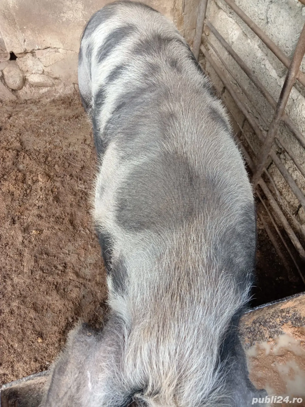 Se vinde porc crescut sanatos