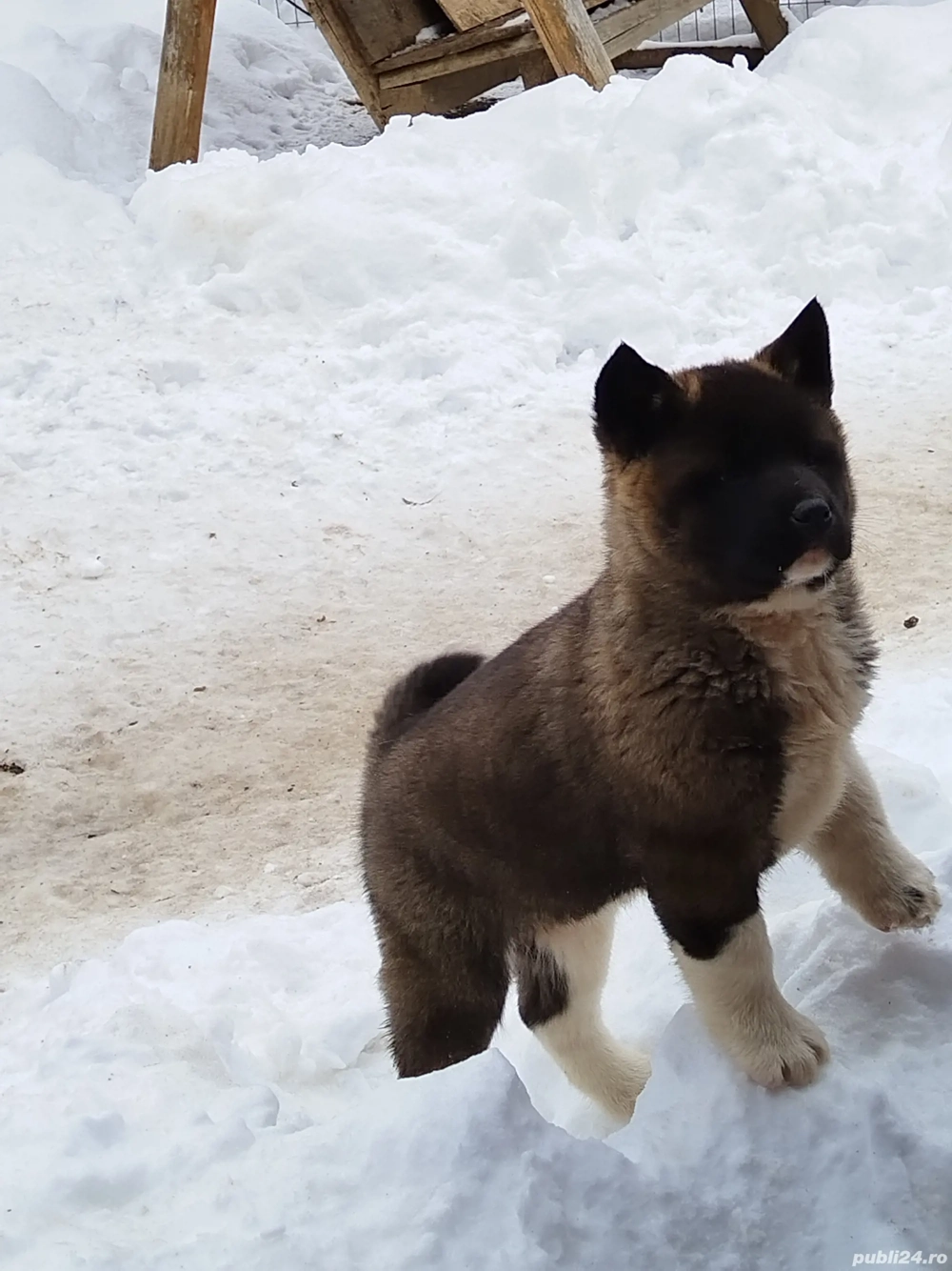 Akita american au mai ramas 3 fetie