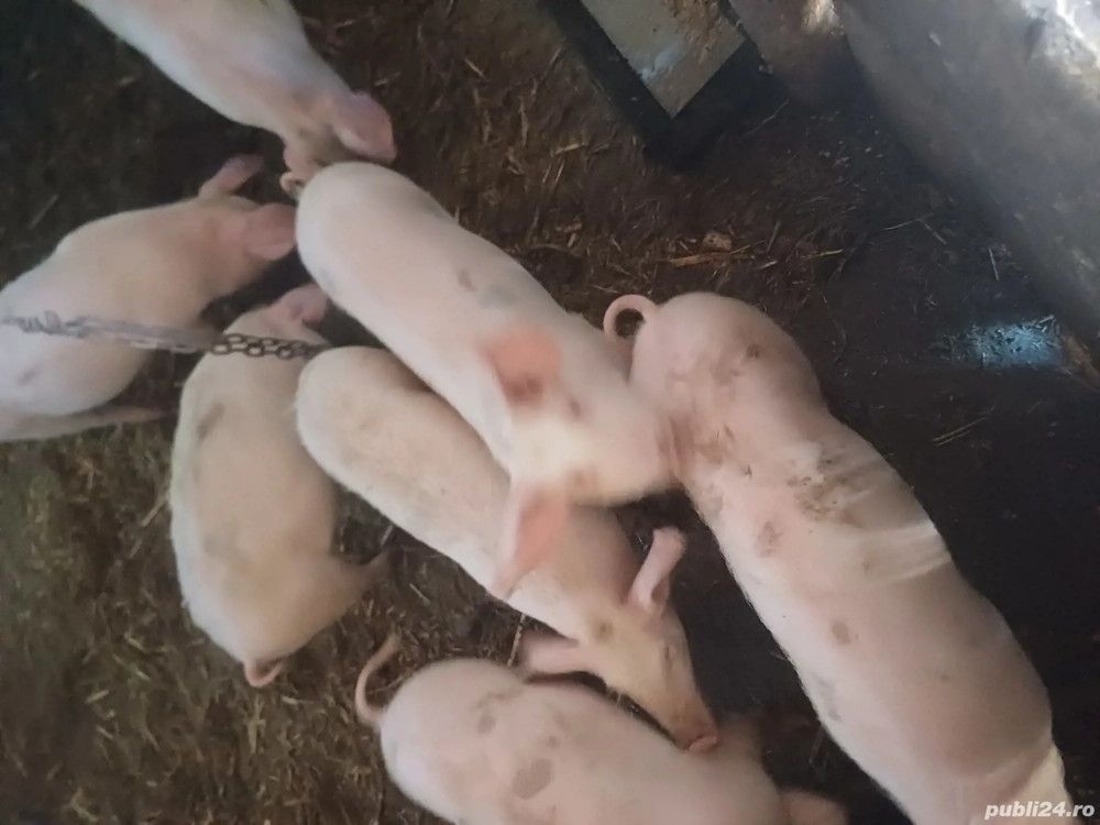 Purce de vanzare 4 luni