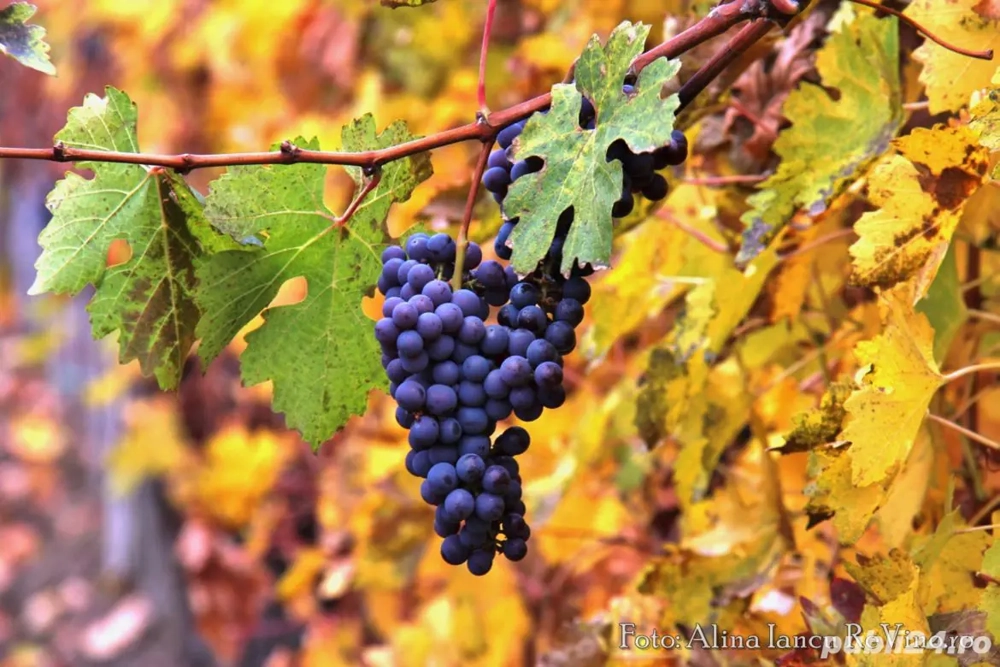 struguri  (VIN ) hibrid 