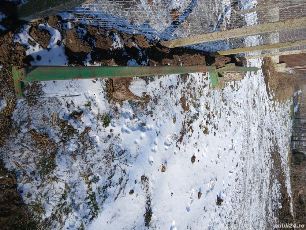 Vând cadru și secții prasitoare romaneasca