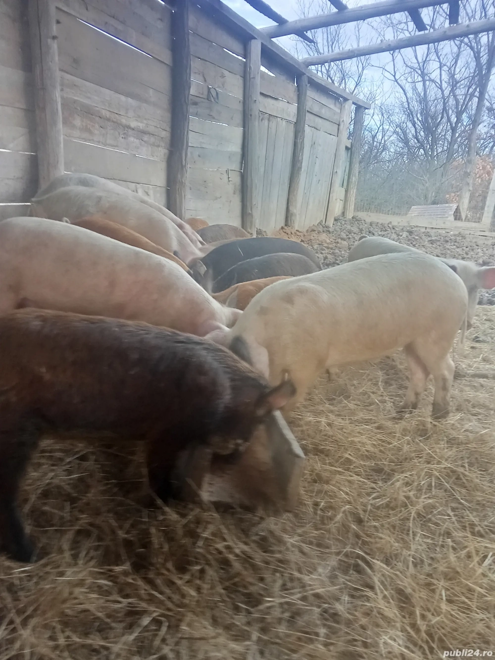 De vanzare 6 mistreti castrati in jur de 25-35+kg 