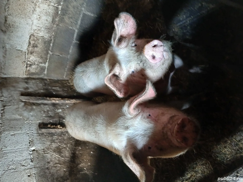 vând porc petran 100 120 kg.