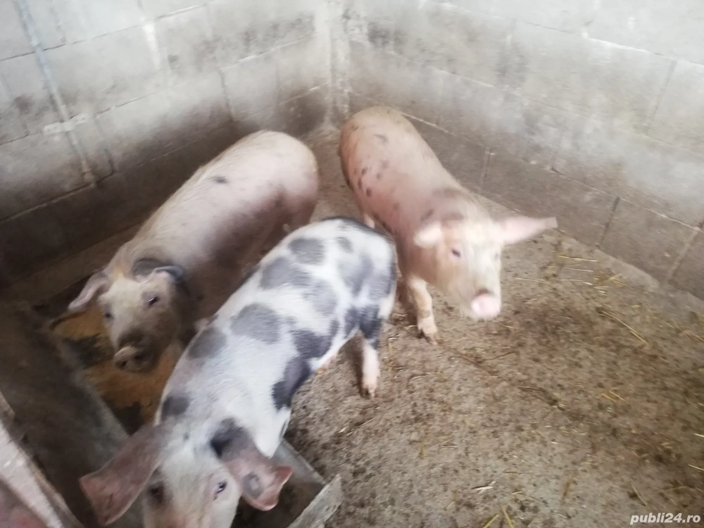 Șoldani de vânzare 