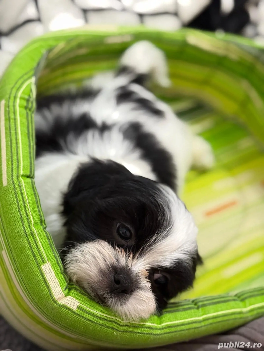 Catei shih-tzu talie mica