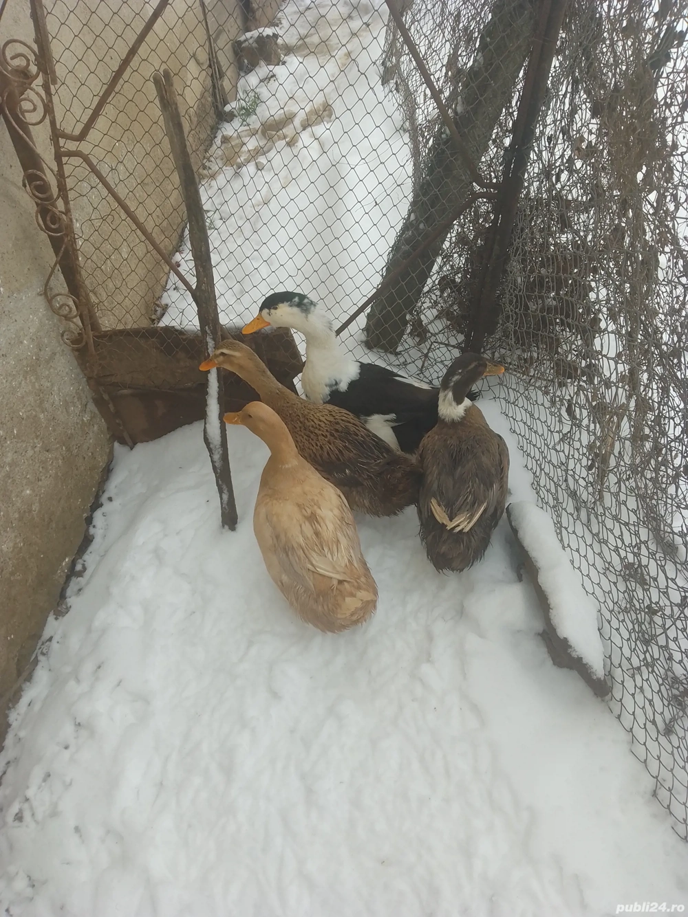 Vând Rațe Românești 