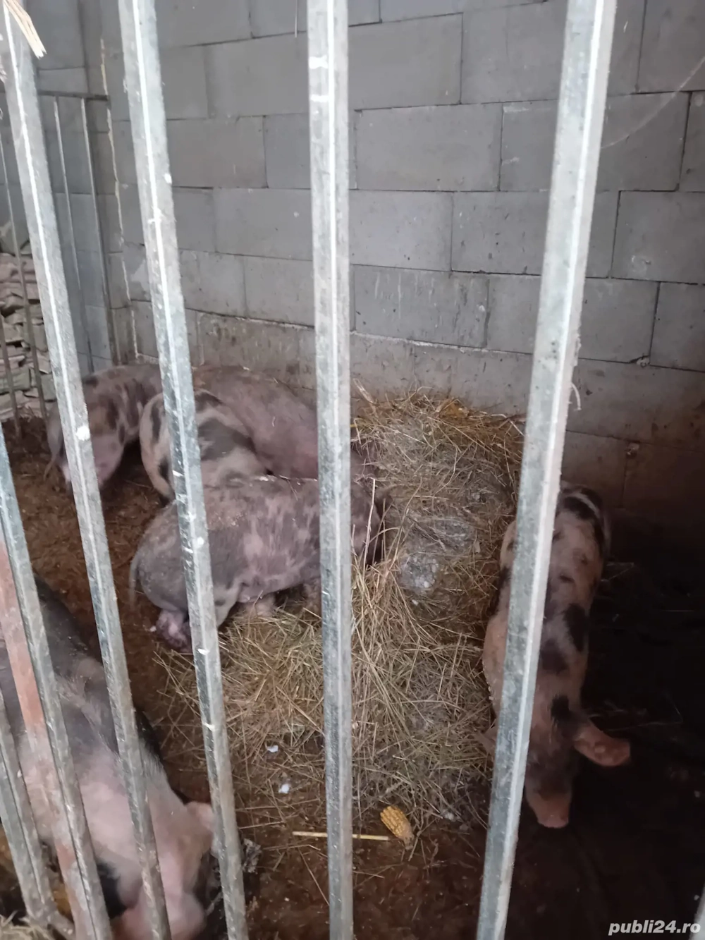 Soldani petrean 50kg