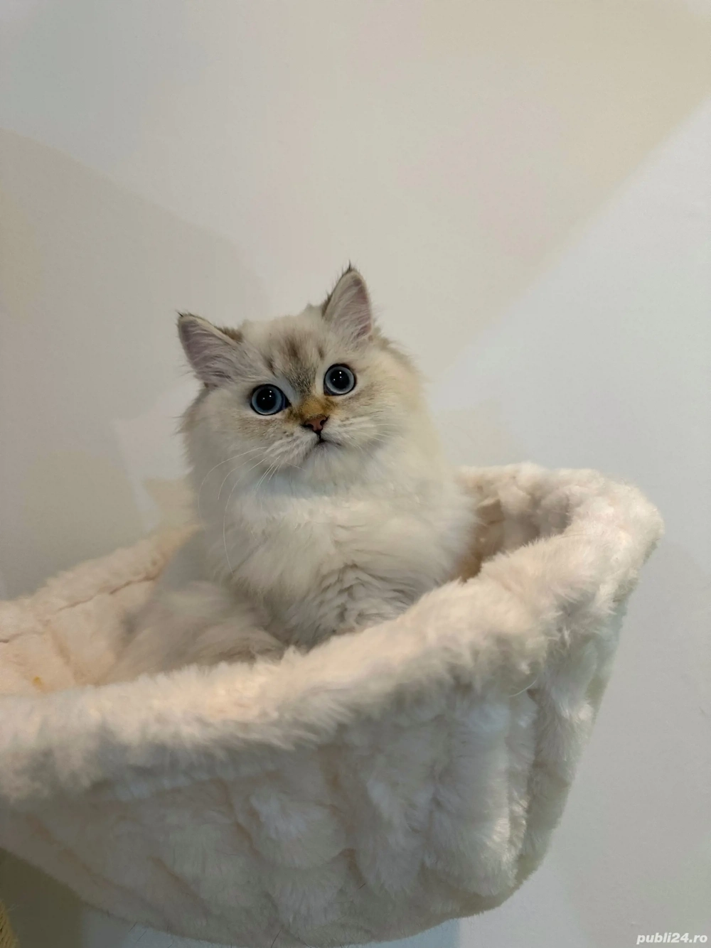 Fetița Scottish Straight Longhair