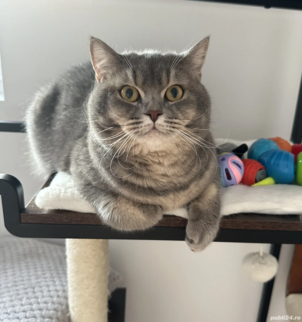 Motănel Scottish Straight Blue Tabby 