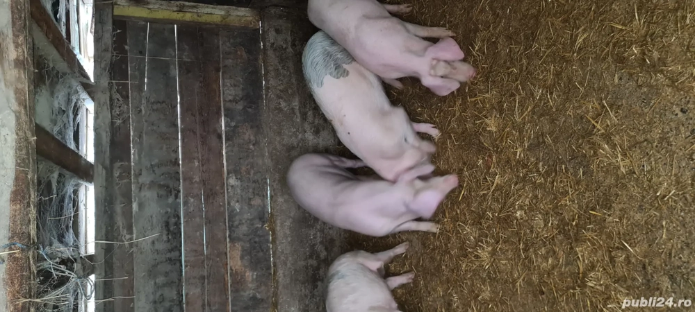 Landrace X Marele Alb 