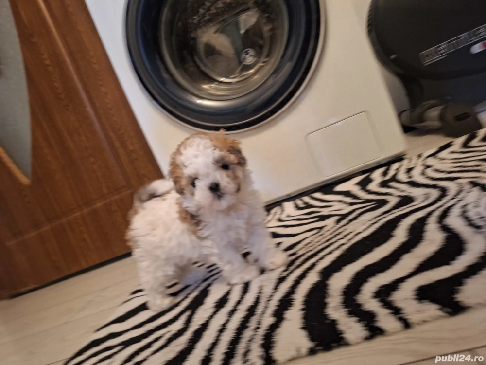 Pui de Shih tzu fetiță