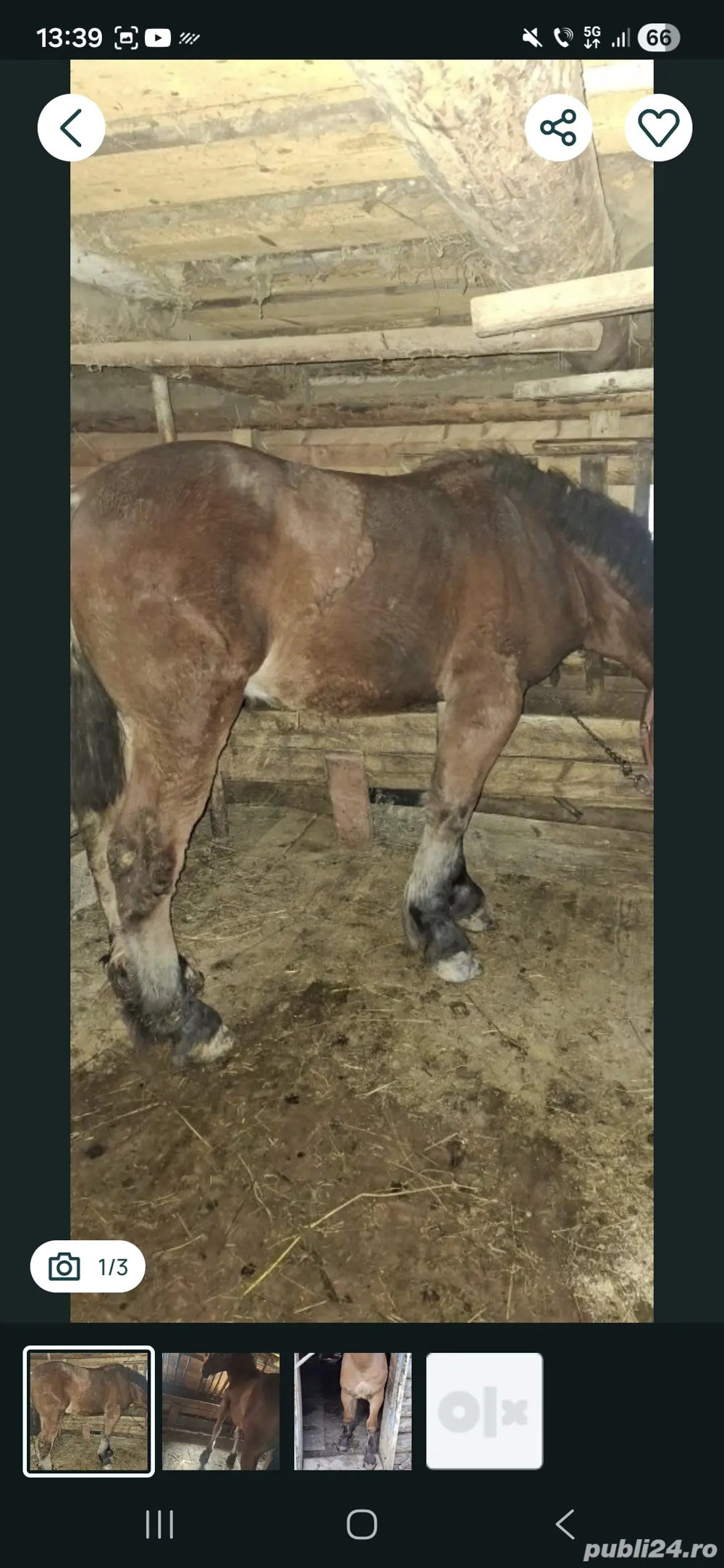 Mânz de vânzare! URGENT!!