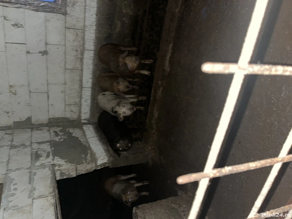 Vând purcei 50 kg Hai să îi vezi 