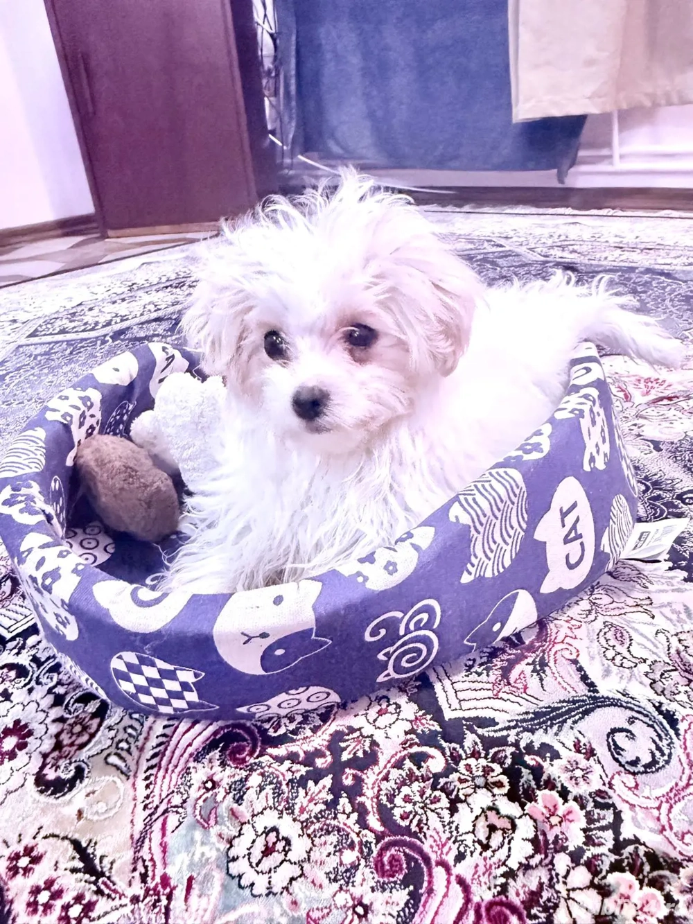 Vand bischon malteze fetiță 2 luni jum