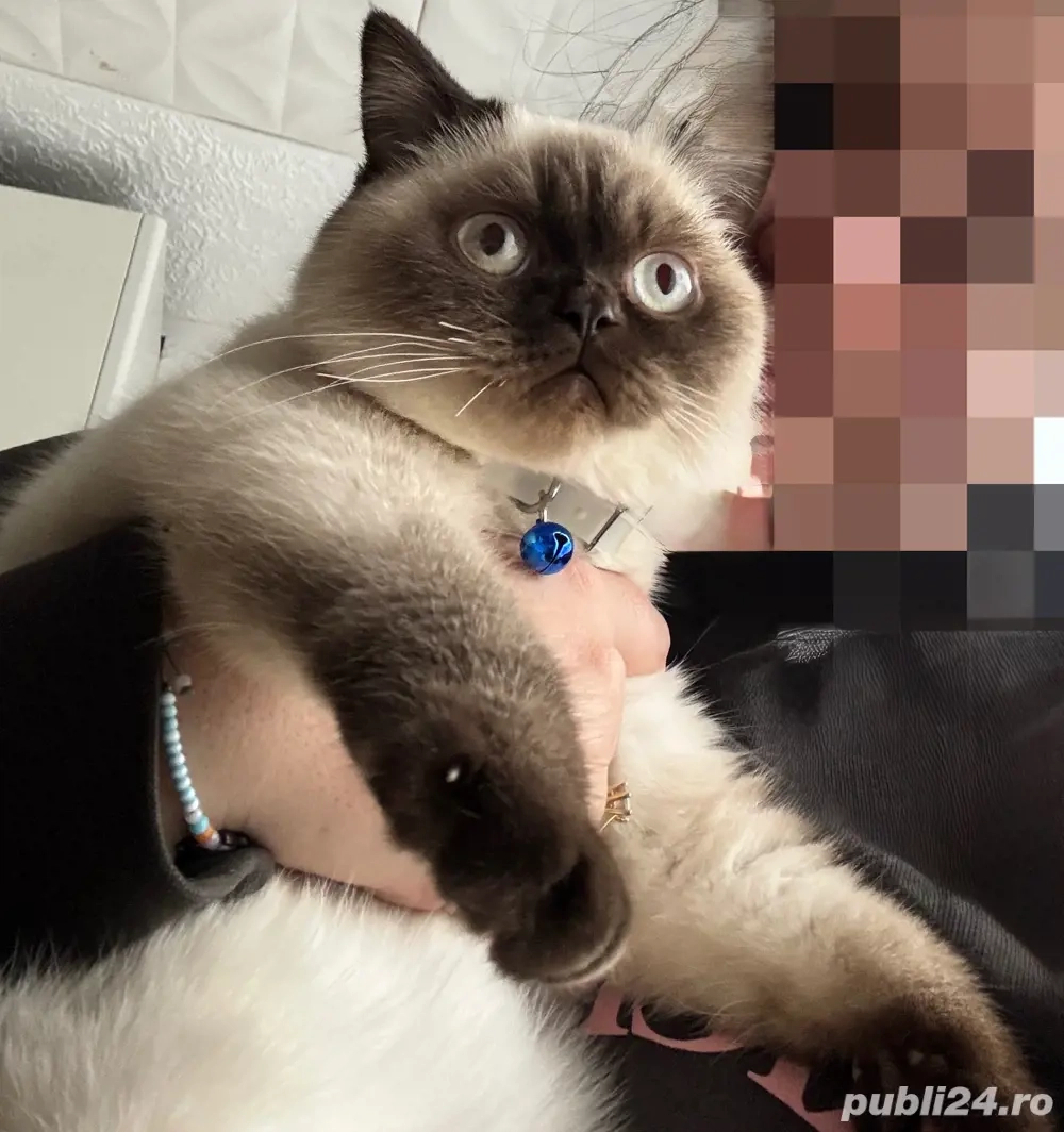 Motan scoottish straight