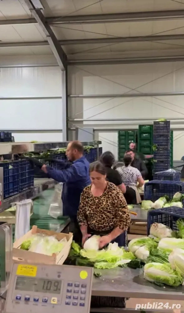 Angajăm.urgent cupluri