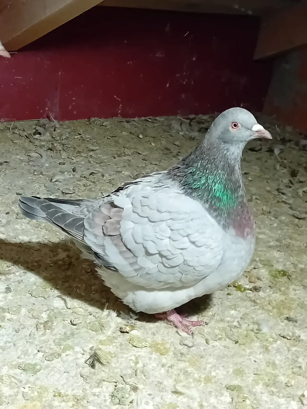 Vând Texan și Hubble 