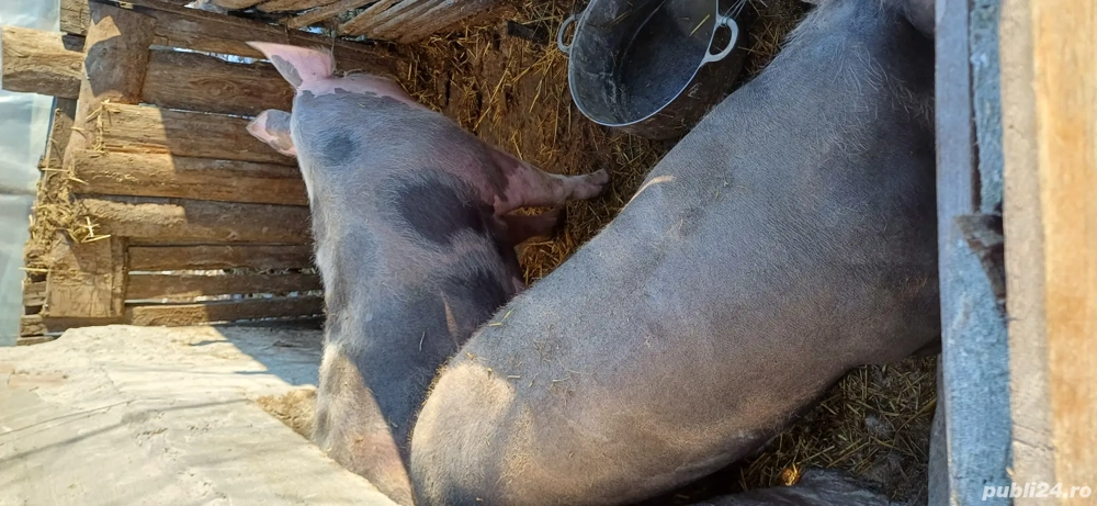 Porc de vanzare rasa de carne pietran .