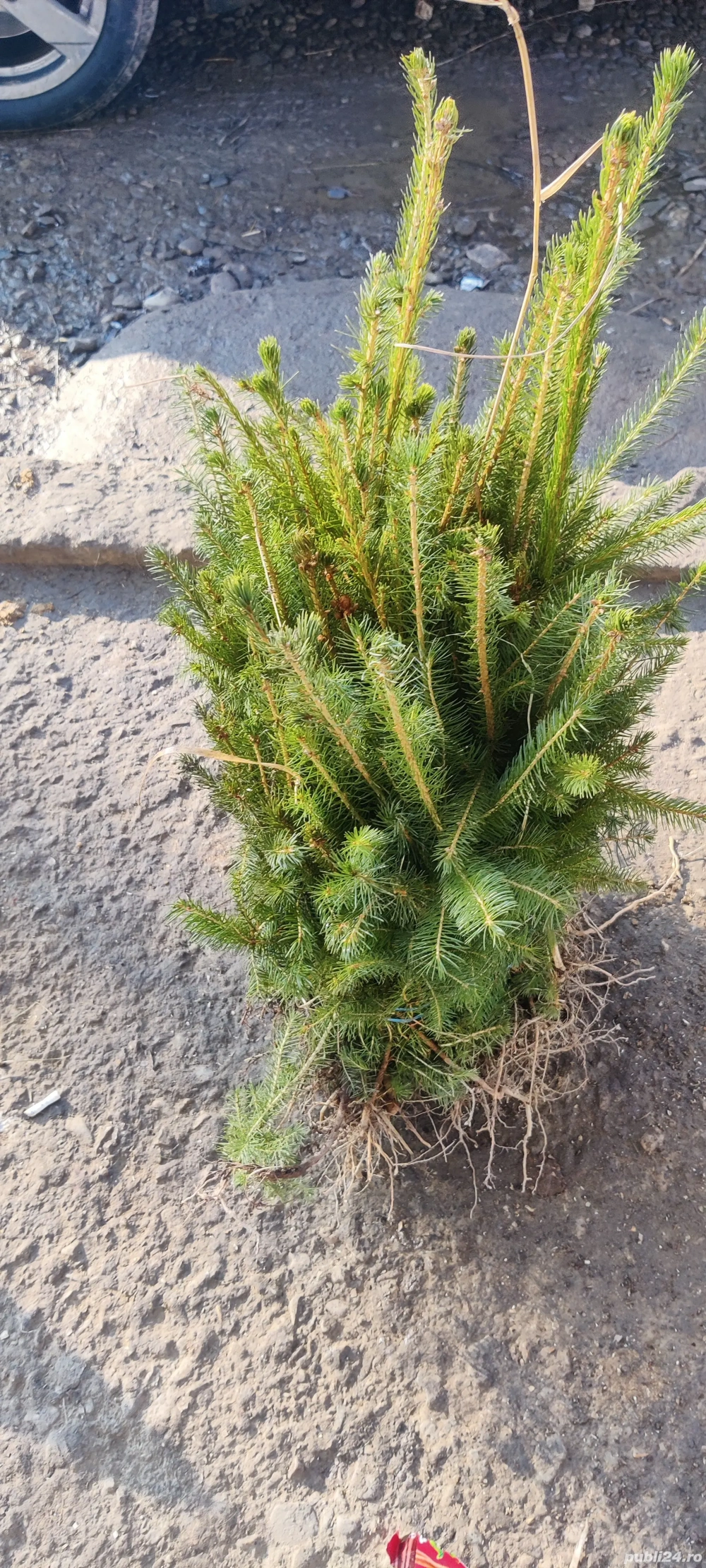 puieți de molid pentru replantare 