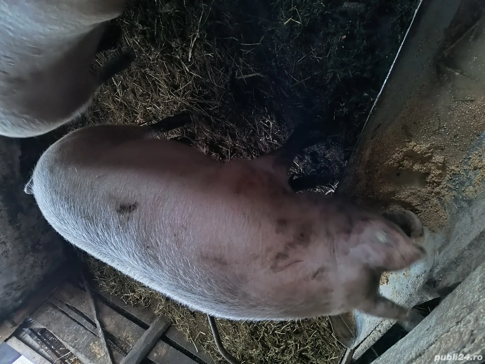 vând scroafă gestantă