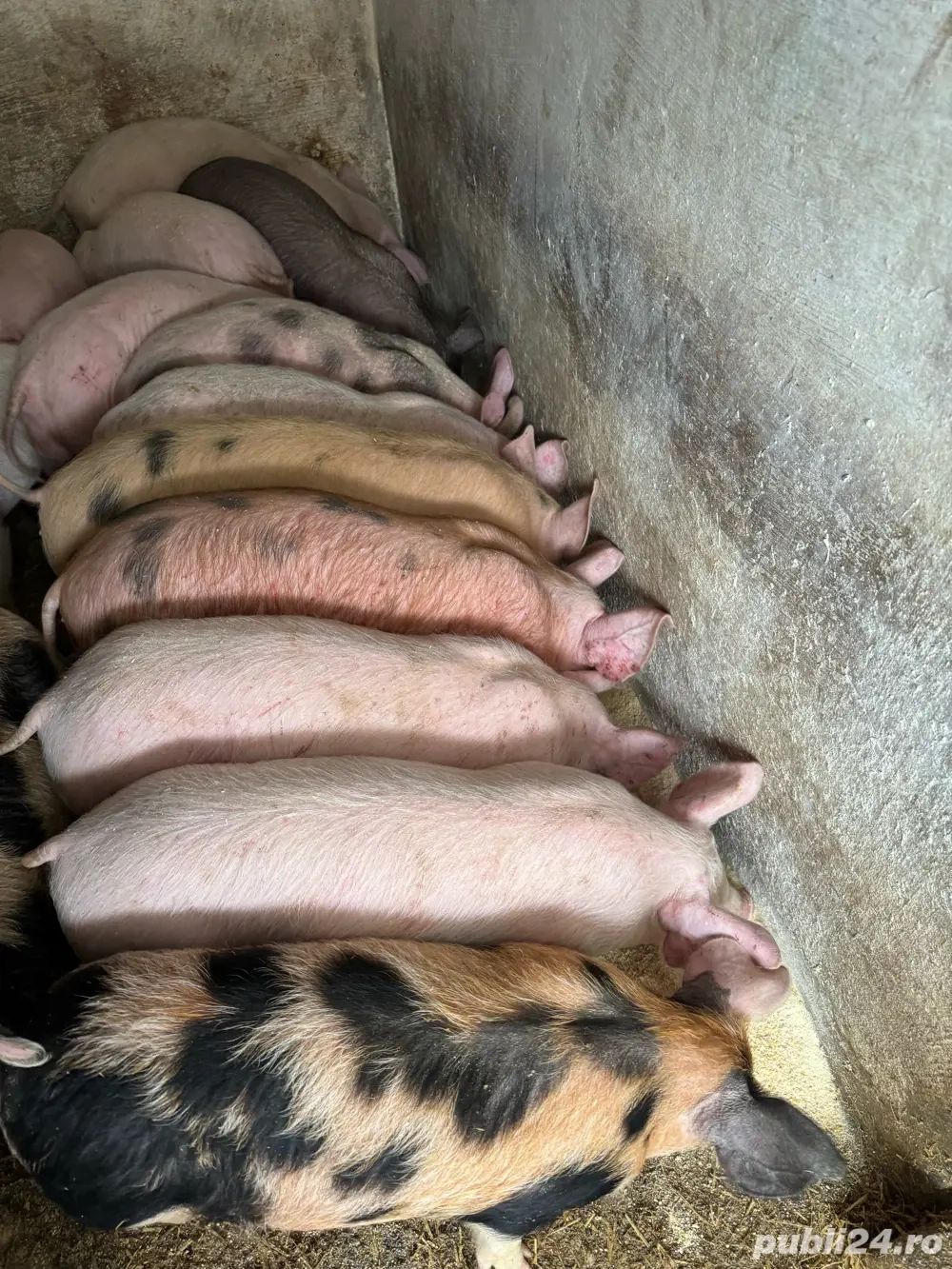 purceii 10 saptamani