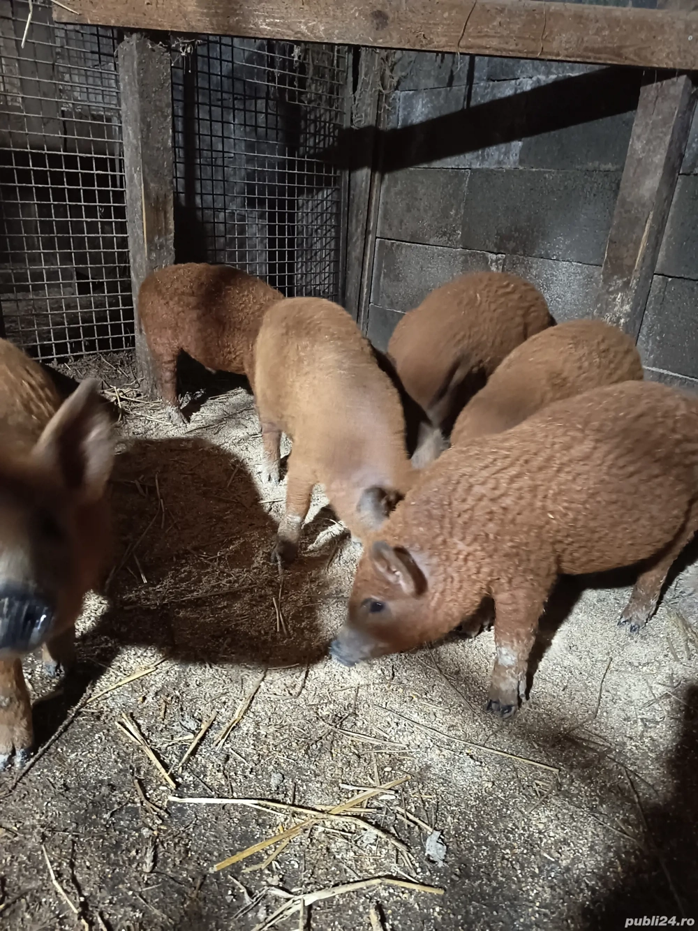 Vand purcei mangalița 