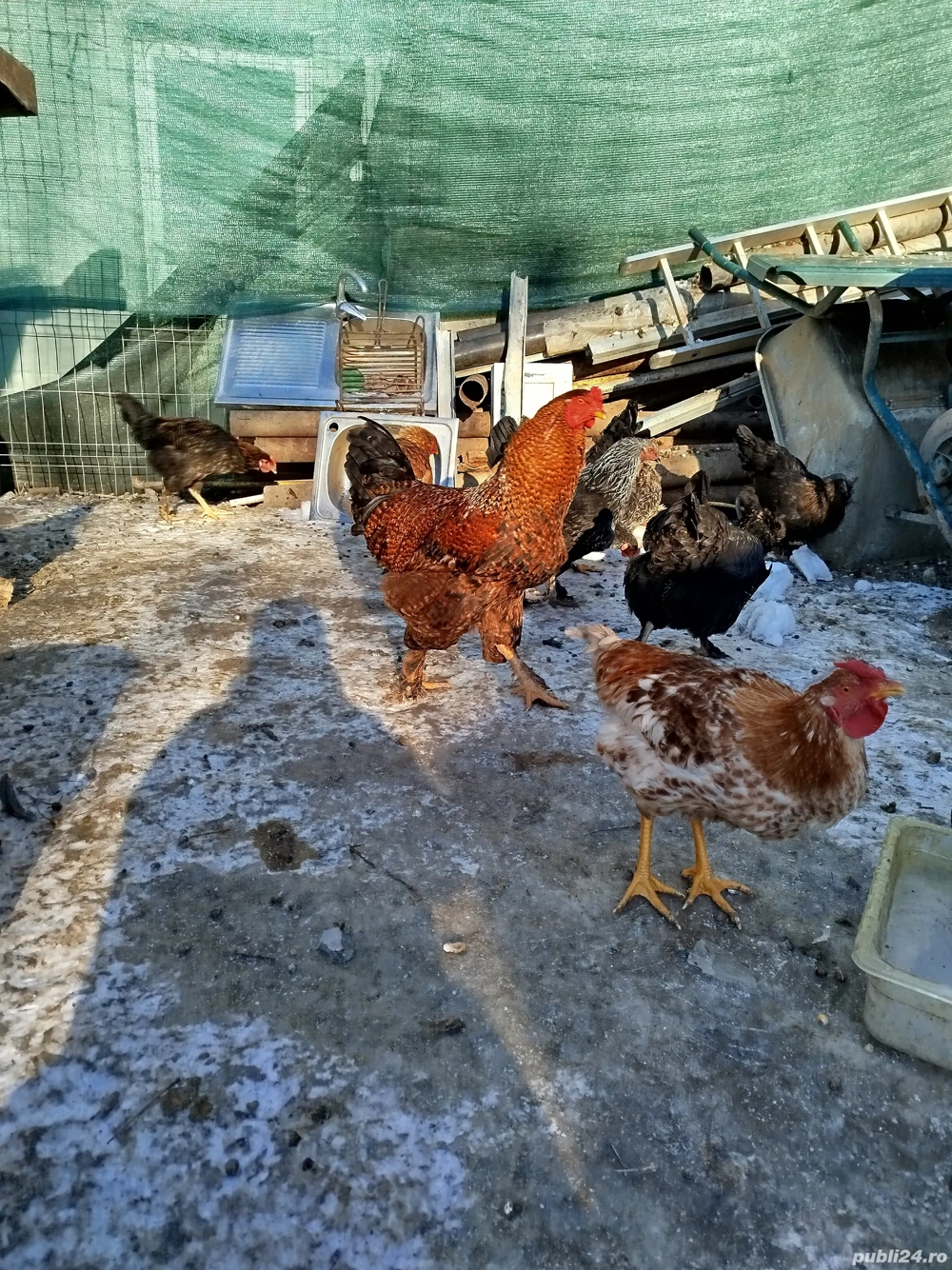Vând cinci găini outoare, de anul trecut.