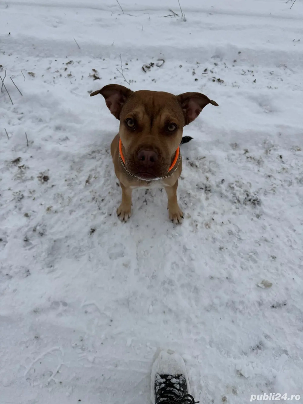 Donez puiuț 6 luni metis amstaff 