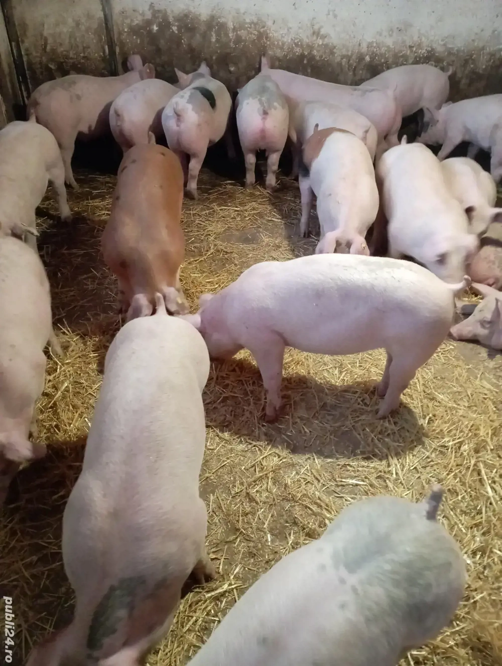 Vând grasuni de carne 