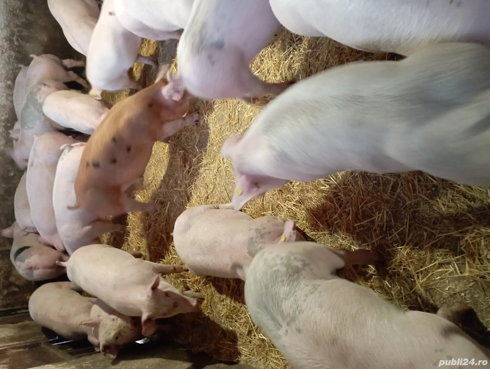 Vând porci de carne 