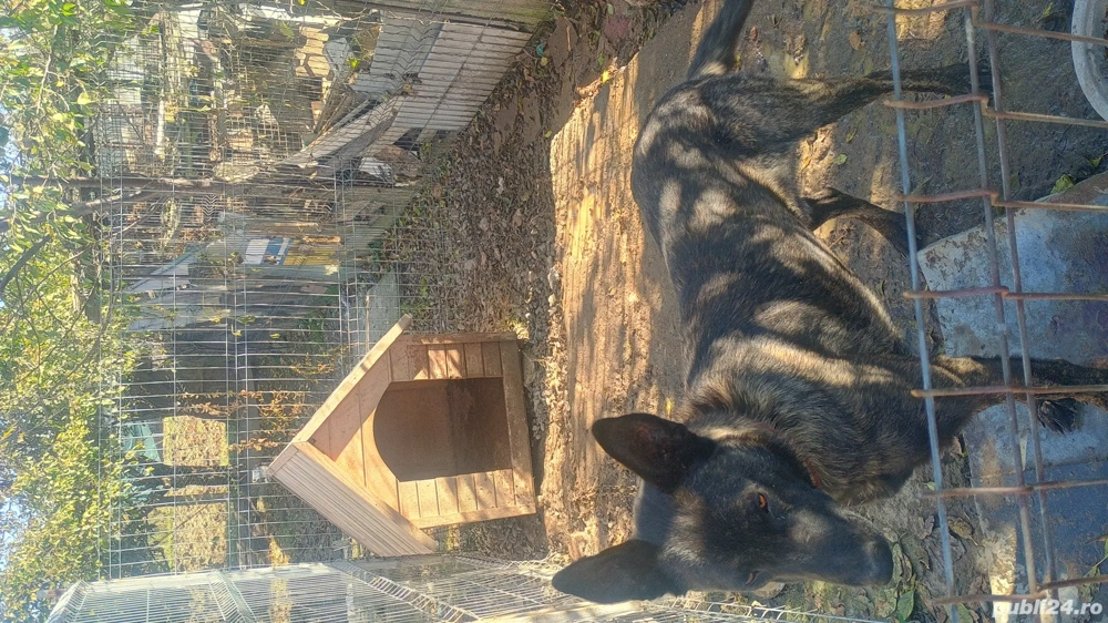 vand Ciobanesc Olandez 