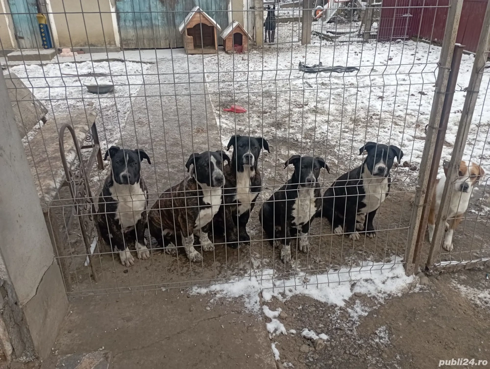 vand metis Dog Argentinian si Ciobanesc Olandez 