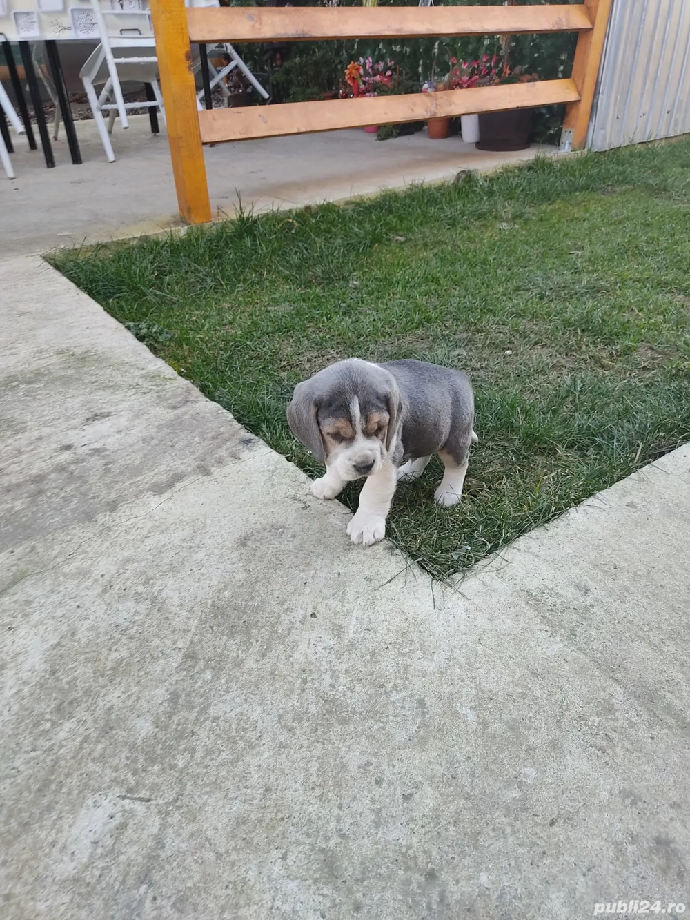 Catelusi Beagle bleu