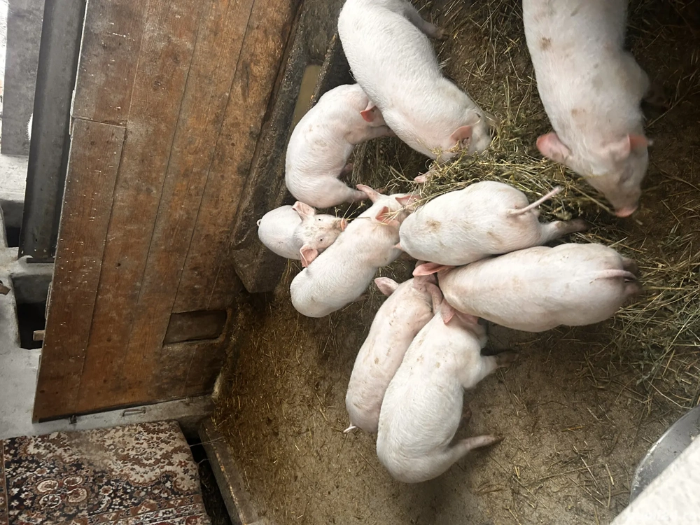 Vând 9 purcei de 12 saptamani 