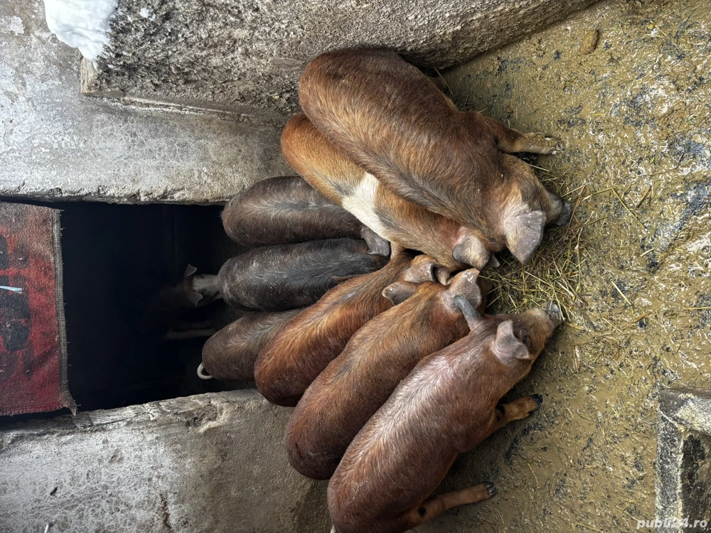 Șoldani de vânzăre