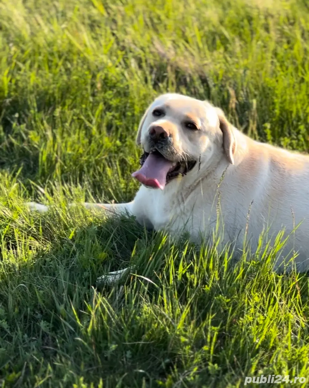 Donez Labrador Retriever auriu   3 ani, pedigree, din părinți campioni