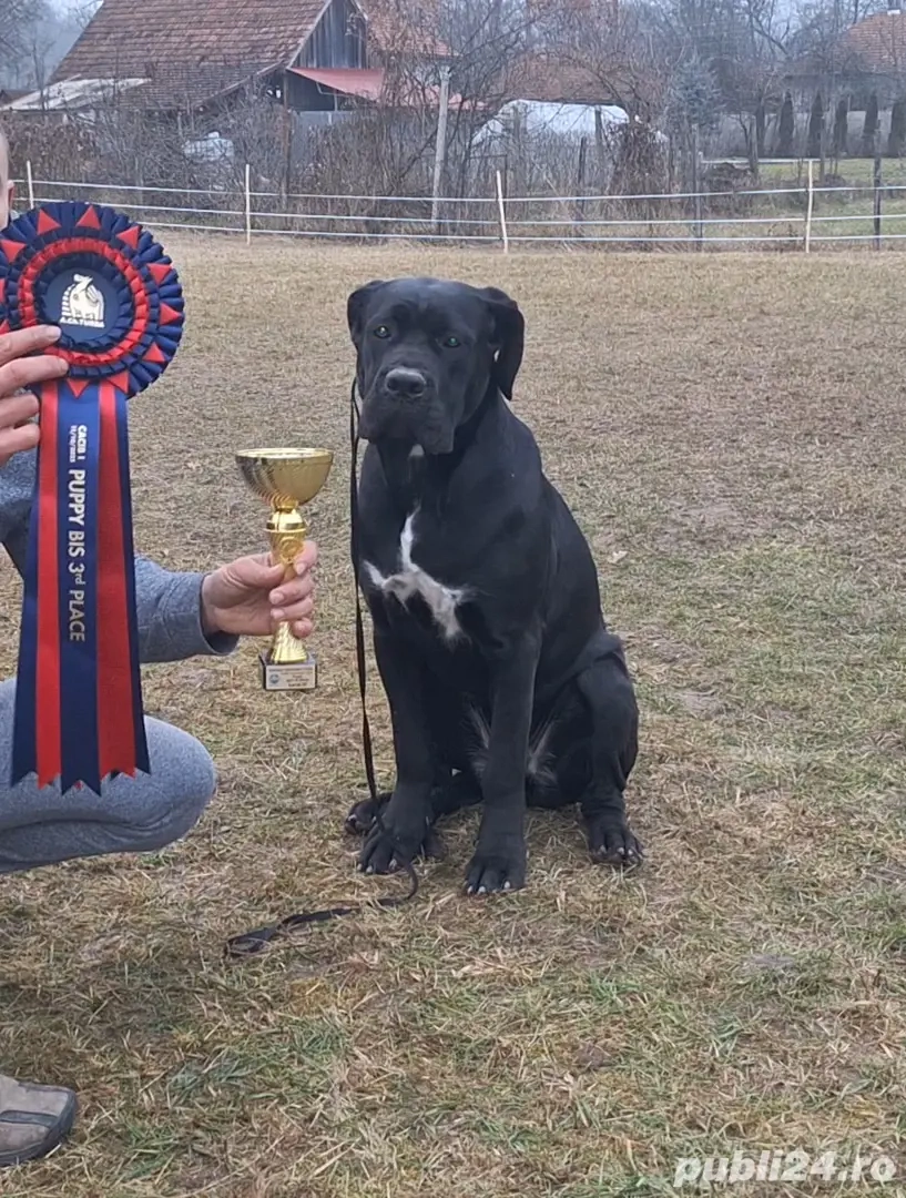 Cane Corso, pedigree FCI, junioară. 