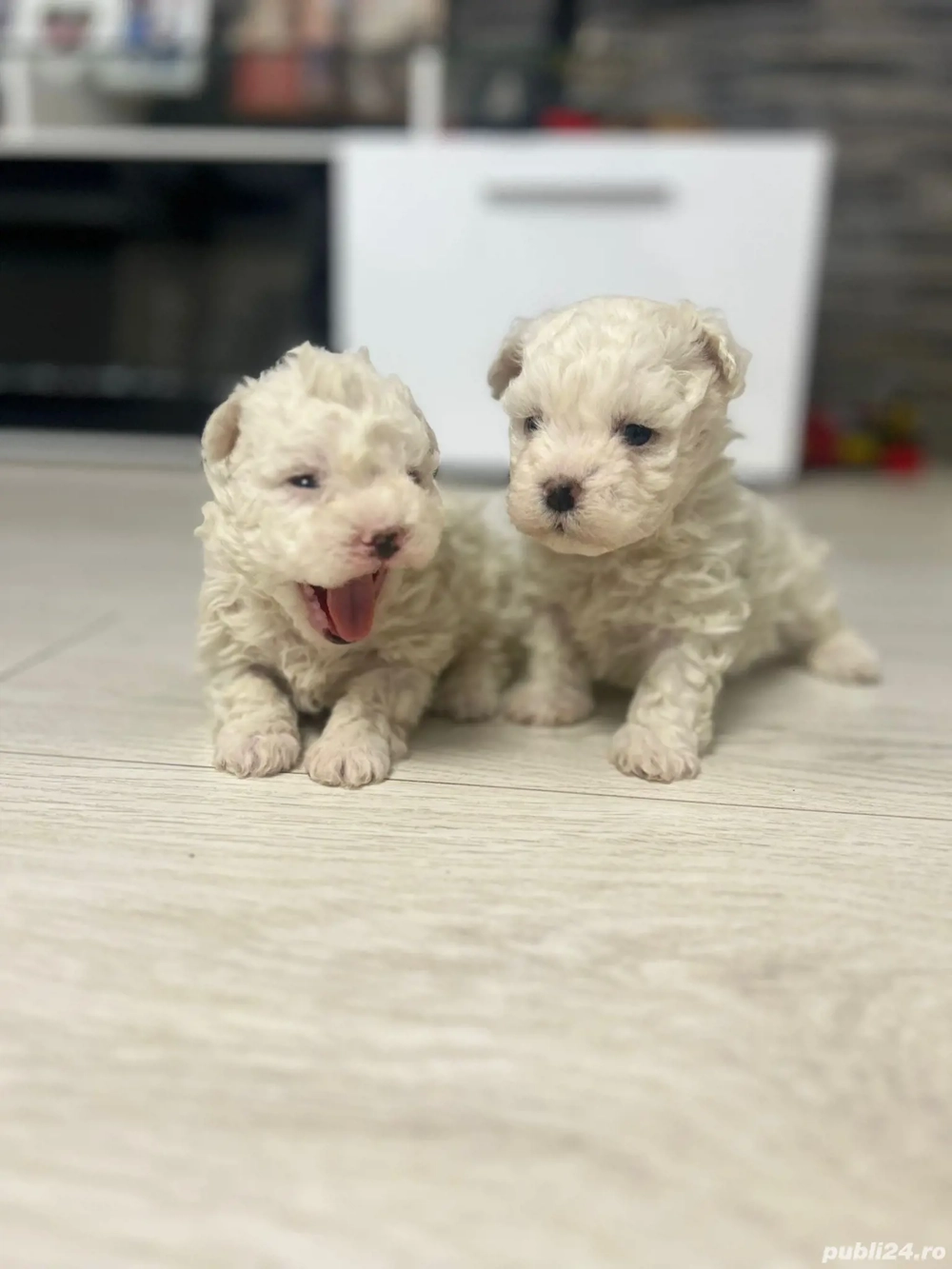 Vând bichon maltez mini toy