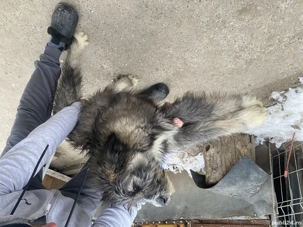 Ciobănesc mioritic cu caucazian 