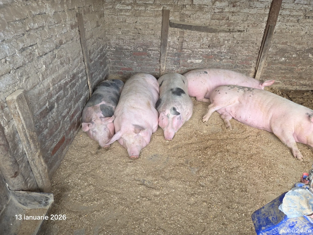 Vând 2 porci rasa de carne