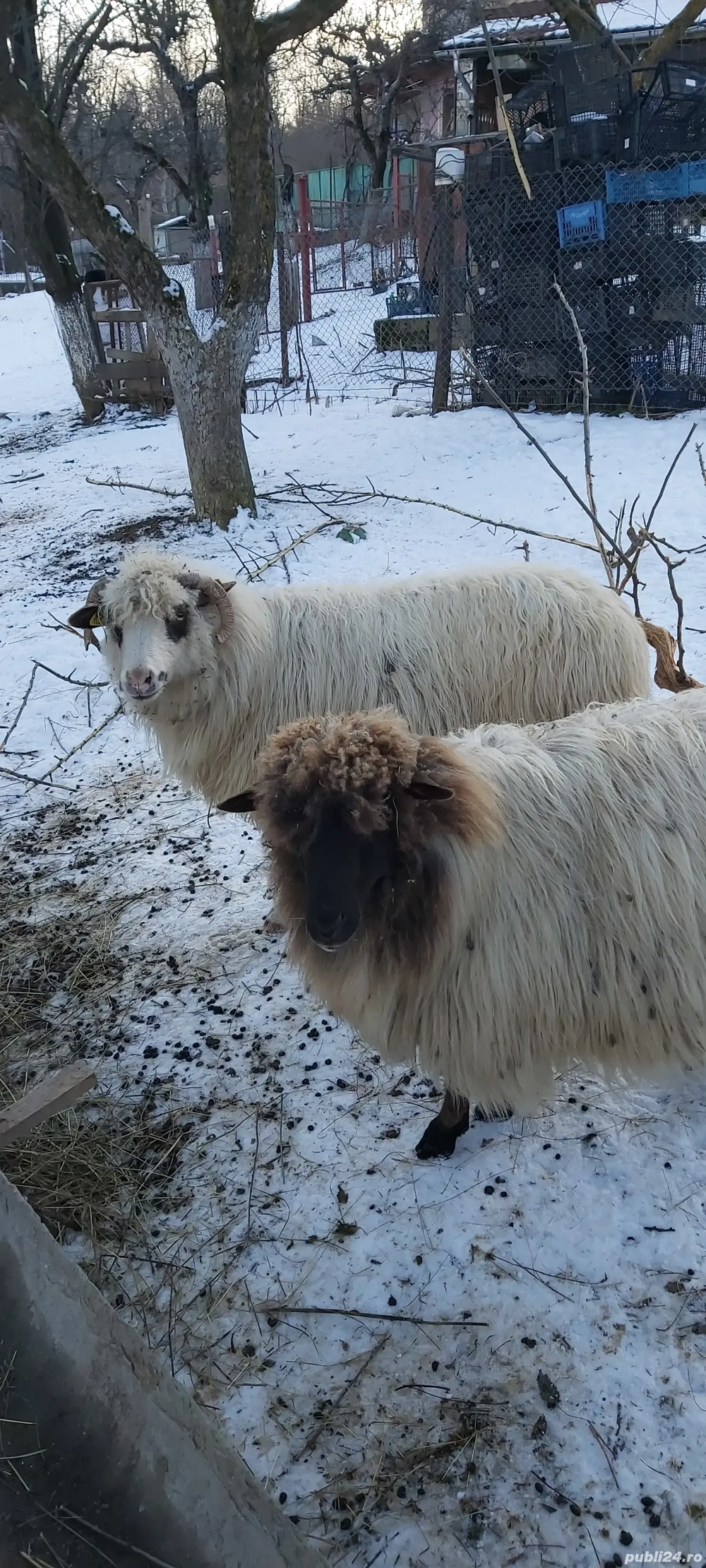 Vind 2 Oi , una fatata