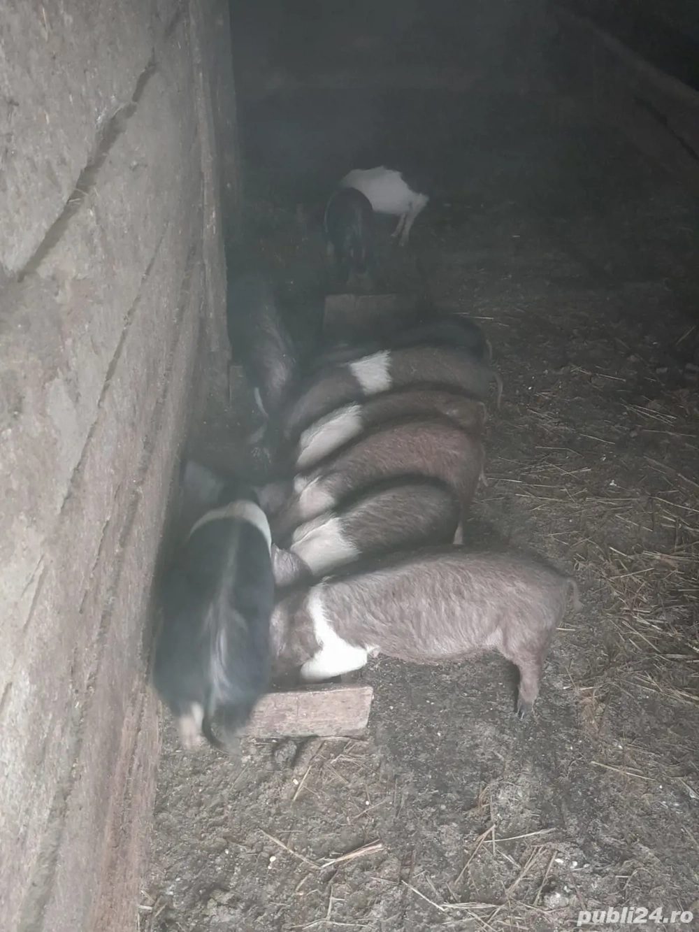 Purcei bazna si durok 