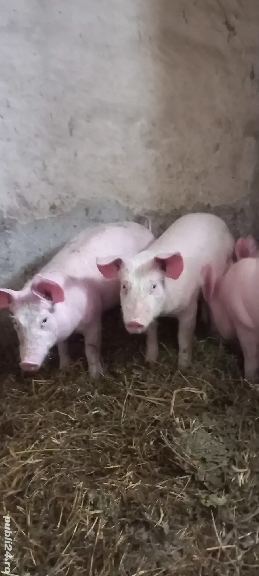 Purcei Marele Alb x Pietrain 35-40kg Turnu Magurele Preț 750 și 700Lei o733345270