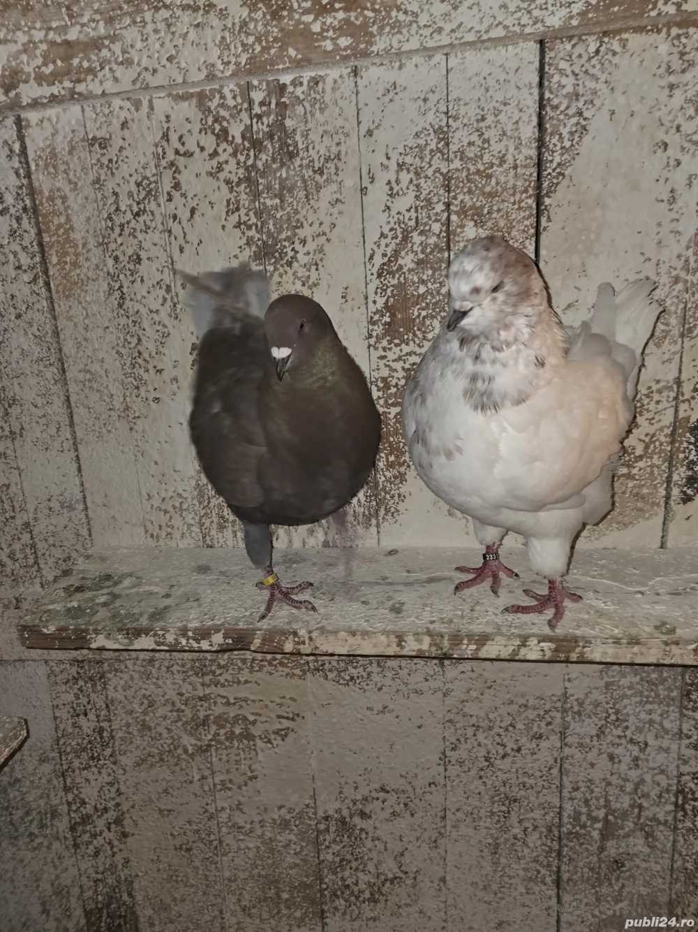 De vanzare porumbei king